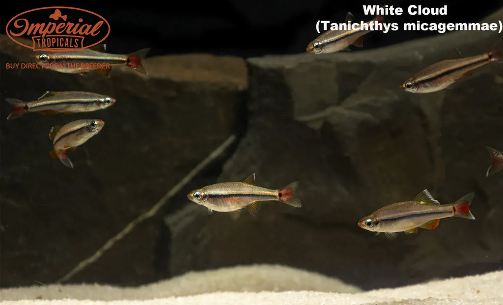 Vietnamese white cloud (Tanichthys micagemmae)