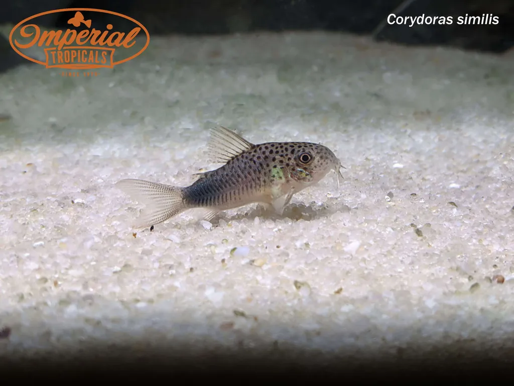Violet cory (Hoplisoma simile)