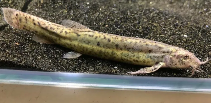 Weather loach (Misgurnus anguillicaudatus)
