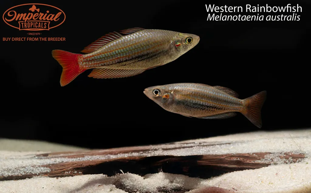 Western rainbowfish (Melanotaenia australis)