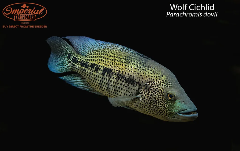 Wolf cichlid (Parachromis dovii)