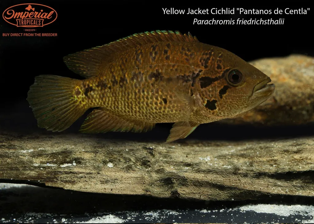 Yellowjacket cichlid (Parachromis friedrichsthalii)