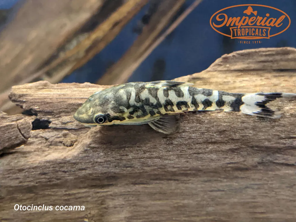 Zebra dwarf sucker (Otocinclus cocama)