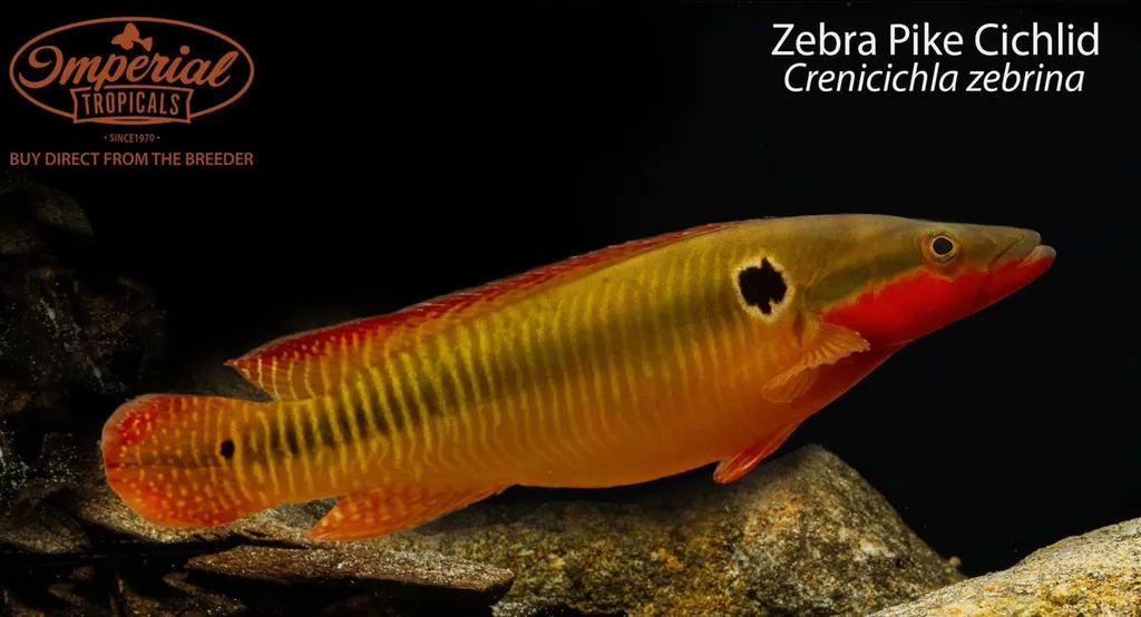 Zebra pike cichlid (Crenicichla zebrina)