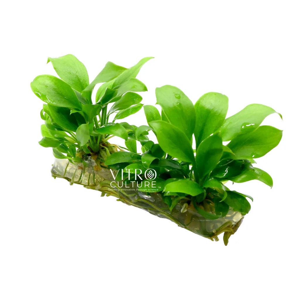 Anubias gilletii (Anubias gilletii)