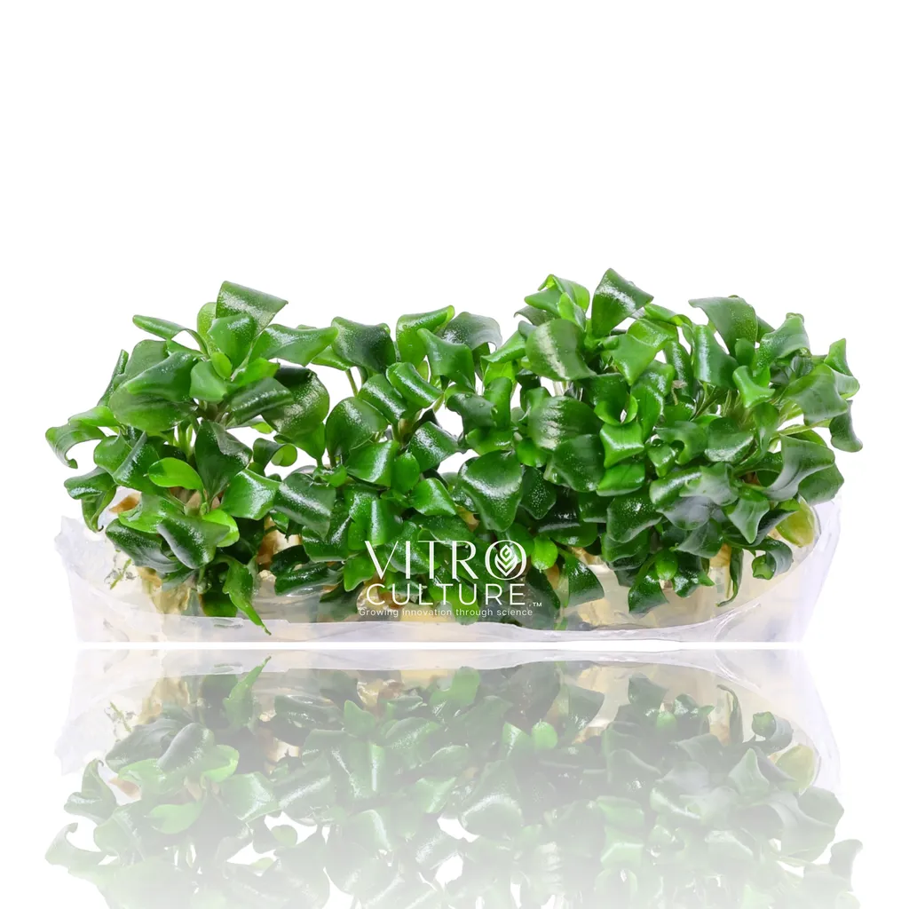 Bucephalandra Sintang (Bucephalandra sp. 'Sintang')