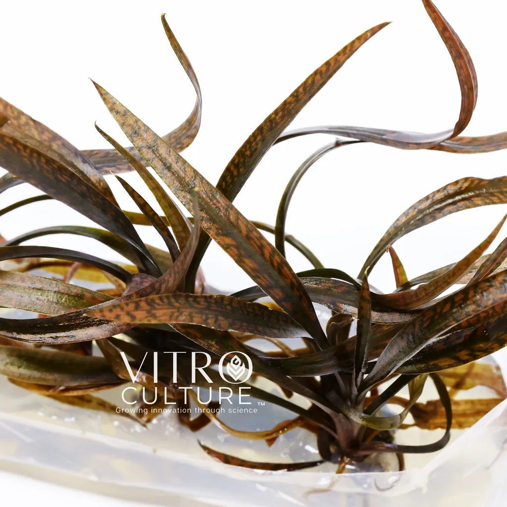 Cryptocoryne spiralis Red (Cryptocoryne spiralis 'Red')