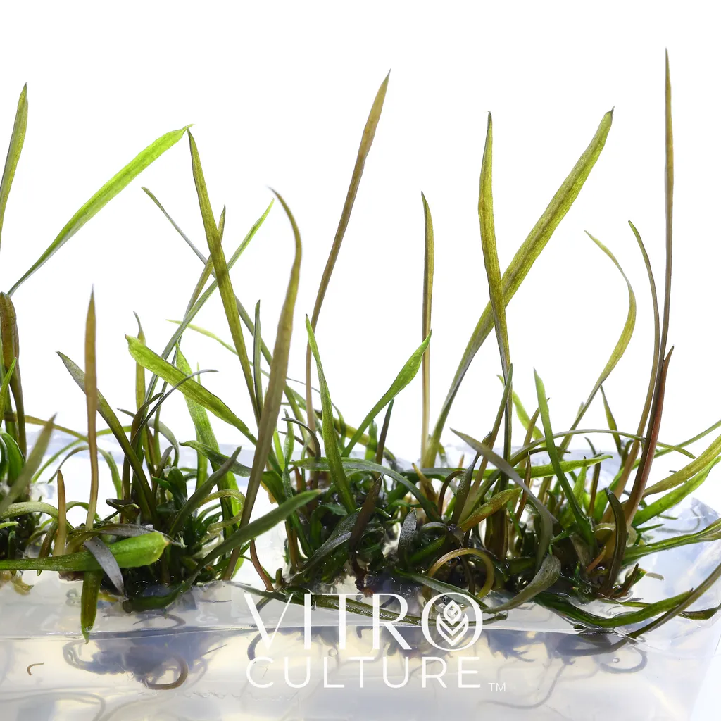 Cryptocoryne tonkinensis (Cryptocoryne crispatula var. tonkinensis)