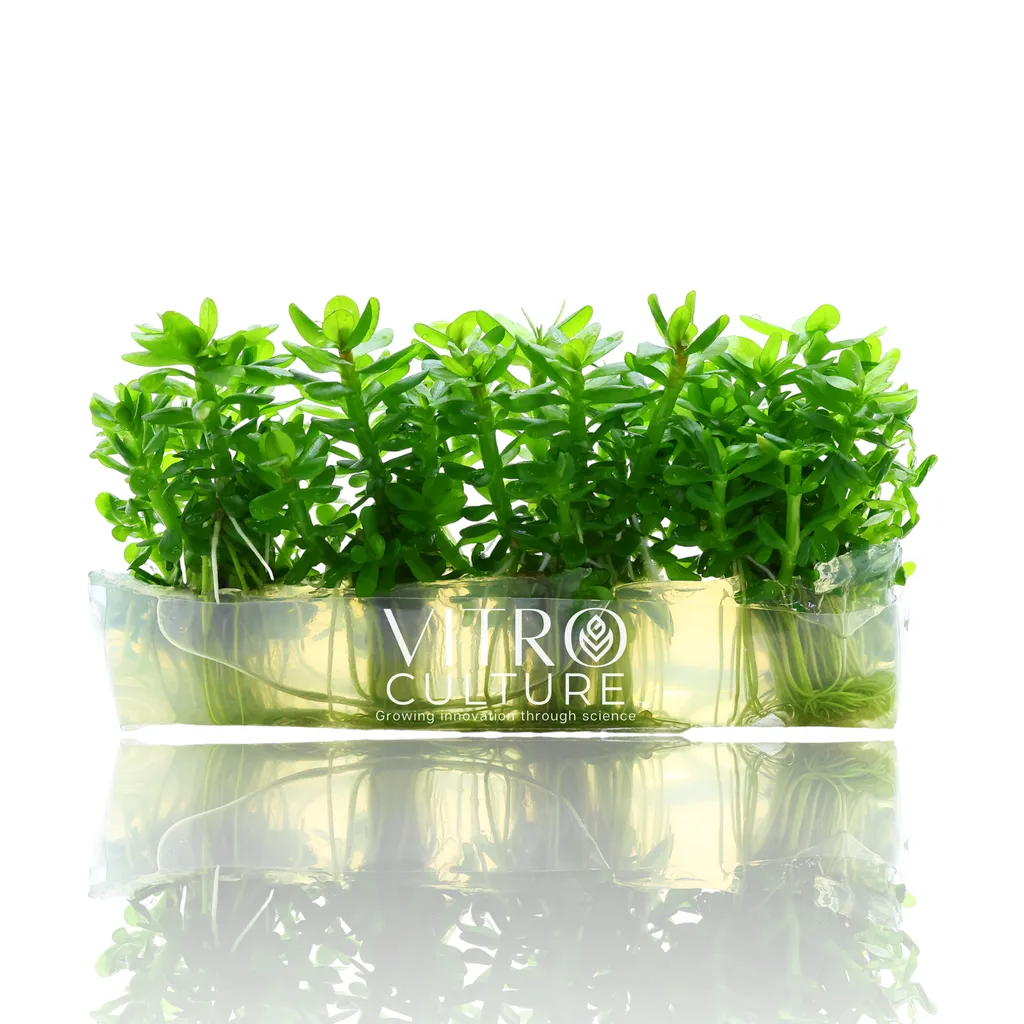 Rotala indica (Rotala indica)