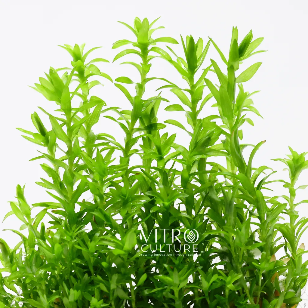 Tonina fluviatilis (Tonina fluviatilis)