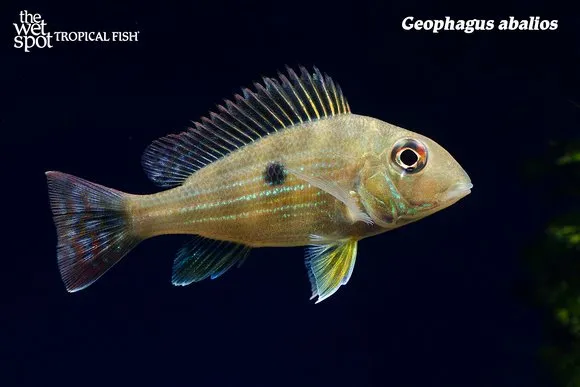 Abalios eartheater (Geophagus abalios)