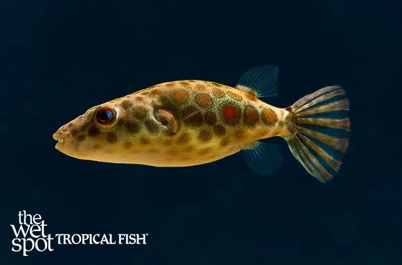 Abei puffer (Pao abei)