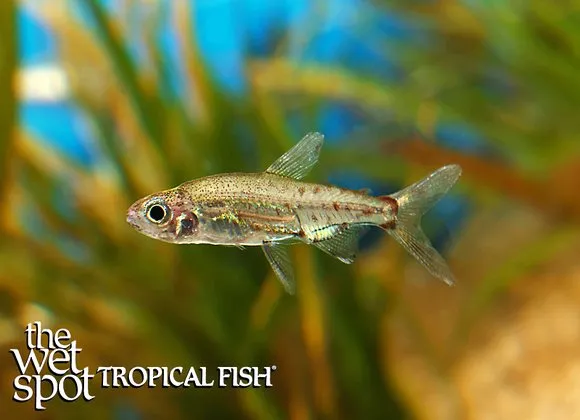 Adonis tetra (Lepidarchus adonis)