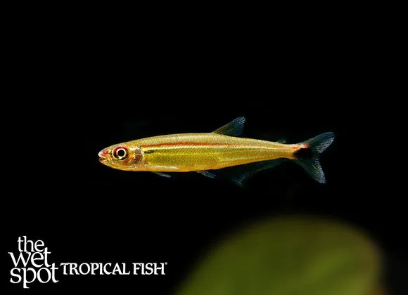 Adujai lizard tetra (Iguanodectes adujai)