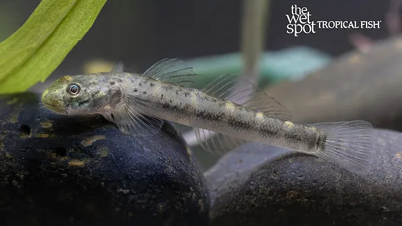 African algae-eating goby (Parasicydium bandama)