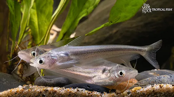 African butter catfish (Schilbe intermedius)