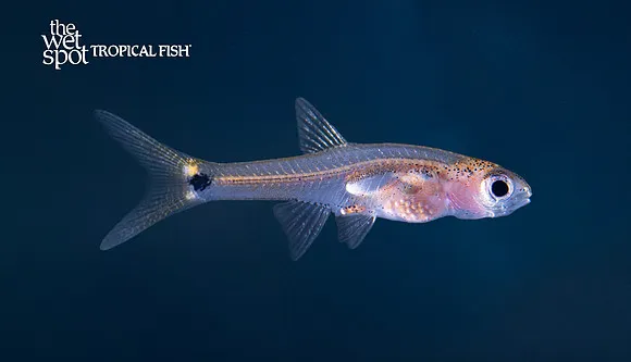 Dwarf amber barb (Barboides gracilis)