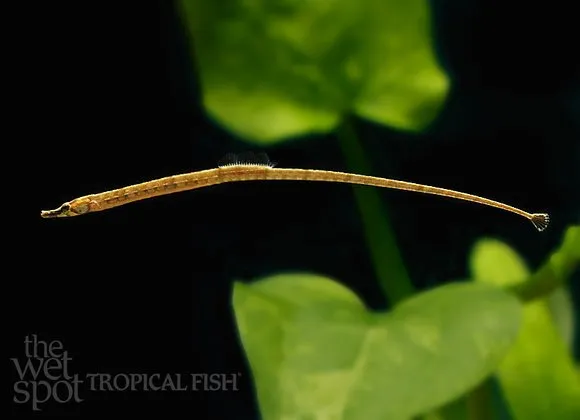 African freshwater pipefish (Enneacampus ansorgii)