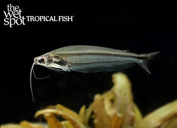 African glass cat (Parailia pellucida)