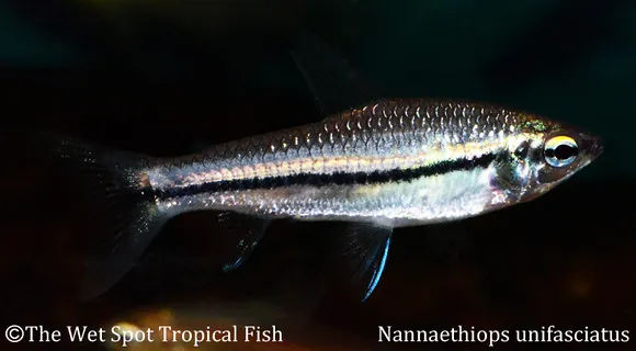 African oneline tetra (Nannaethiops unitaeniatus)