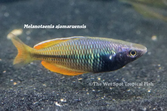 Ajamaru Lakes rainbowfish (Melanotaenia ajamaruensis)