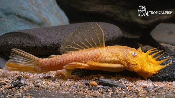 Albino bristlenose pleco (Ancistrus sp.)