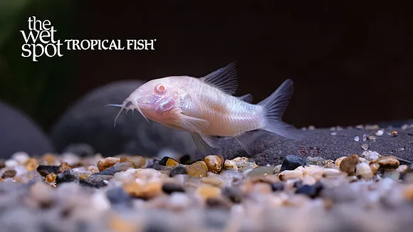 Albino cory (Osteogaster aenea)