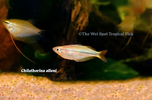 Allen's rainbowfish (Chilatherina alleni)