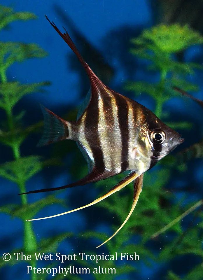 Altum angelfish (Pterophyllum altum)