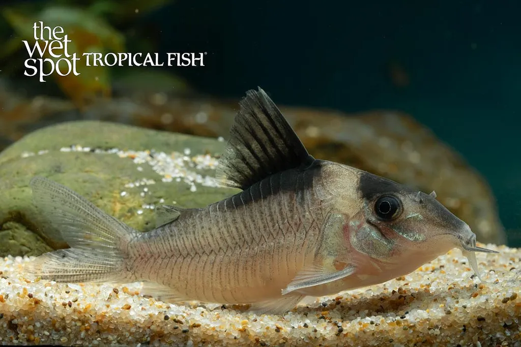 Amanda Jane's cory (Brochis amandajanea)