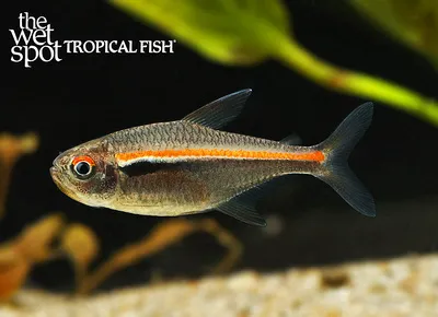 Amapa tetra (Hyphessobrycon amapaensis)
