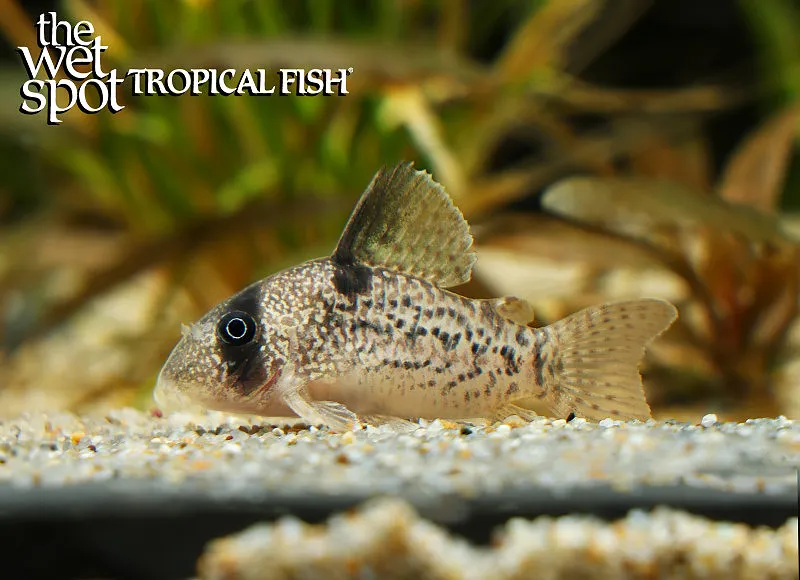 Ancestor cory (Hoplisoma noxium)