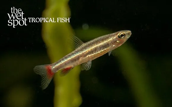 Anduzei pencilfish (Nannostomus anduzei)