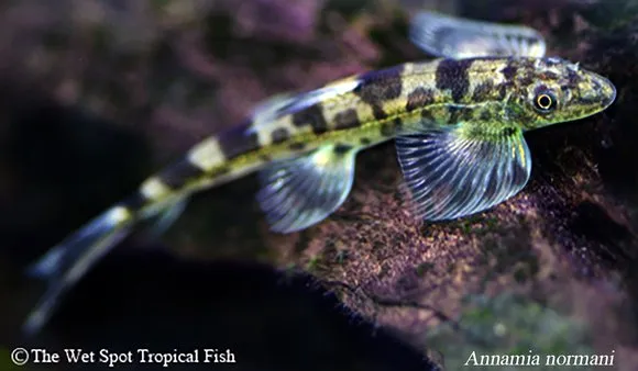 Annam hillstream loach (Annamia normani)