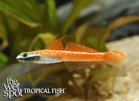 Annie's goby (Stiphodon annieae)