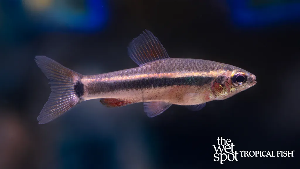 Ansorge's neolebias (Neolebias ansorgii)