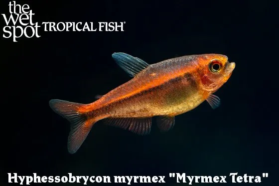 Ant tetra (Hyphessobrycon myrmex)