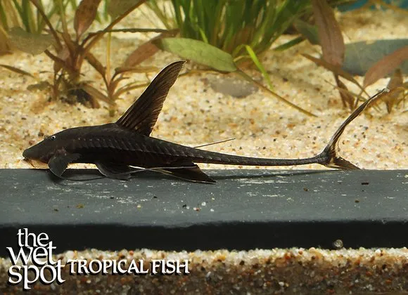 Antenna whiptail (Pterosturisoma microps)