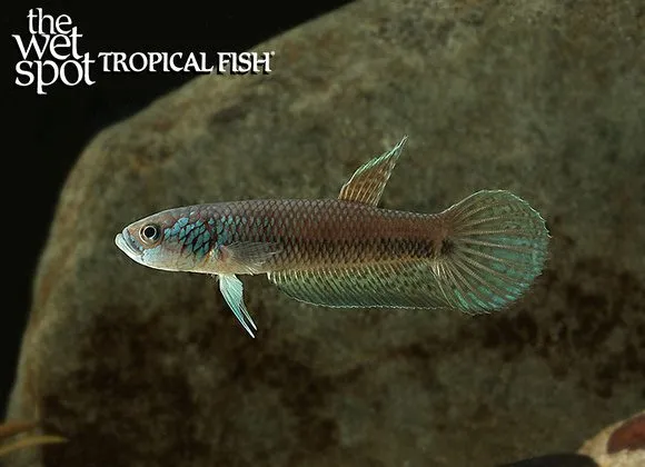 Antuta betta (Betta sp. 'Antuta')