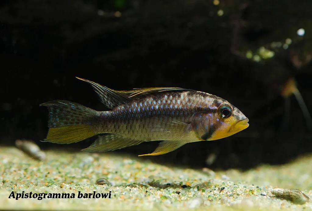 Barlow's dwarf cichlid (Apistogramma barlowi)