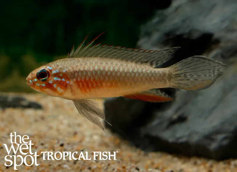 Elizabeth's dwarf cichlid (Apistogramma elizabethae)