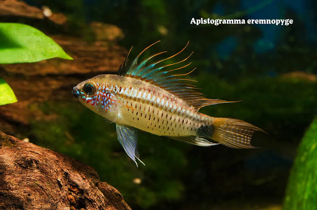 Fire-tail dwarf cichlid (Apistogramma eremnopyge)