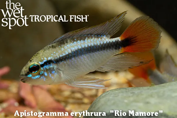 Red-tail dwarf cichlid (Apistogramma erythrura)