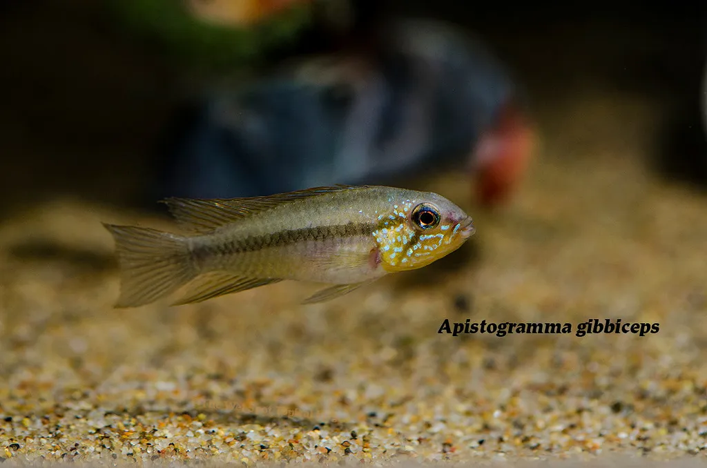 Yellow-cheek dwarf cichlid (Apistogramma gibbiceps)