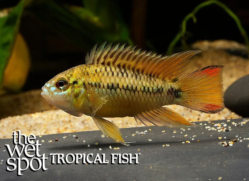Hoigne's dwarf cichlid (Apistogramma hoignei)