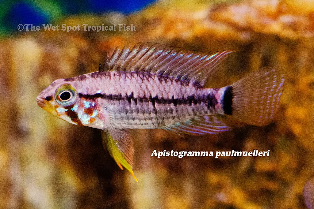 Paul Mueller's dwarf cichlid (Apistogramma paulmuelleri)
