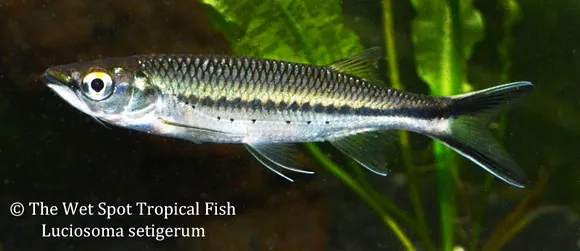 Apollo shark minnow (Luciosoma setigerum)
