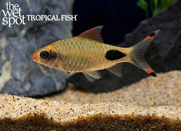 Apsara barb (Dawkinsia apsara)