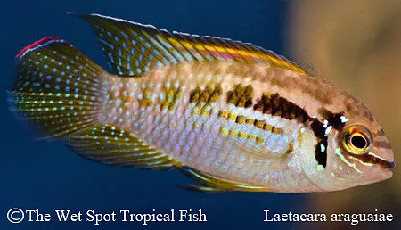 Araguaia dwarf acara (Laetacara araguaiae)