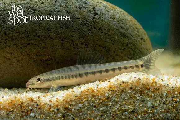Arrow loach (Nemacheilus masyae)